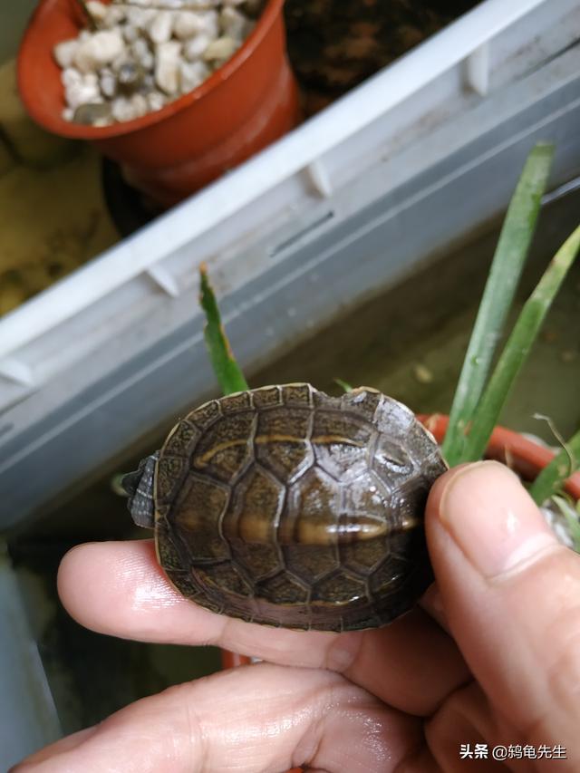 乌龟混养有风险，一个缸里养龟需谨慎混养这个问题，以75 / 作者:鸫龟先生 / 帖子ID:166